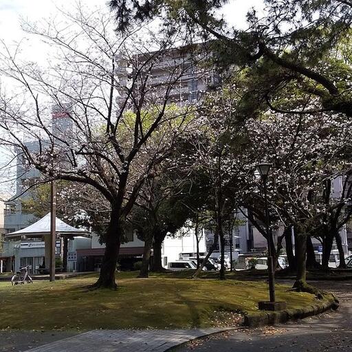 平田公園桜 春になるとやわらかな桜にあふれます